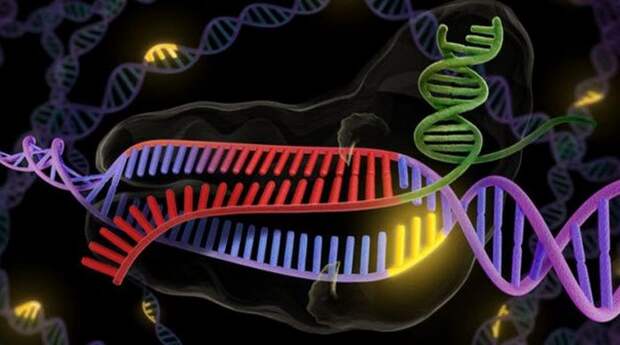 Возмутительный эксперимент: CRISPR-Cas9.