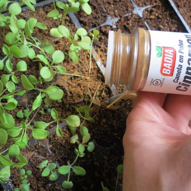 Противогрибковые качества и приятный запах — хорошее сочетание. /Фото: the-greenexpert.com Противогрибковые качества и приятный запах — хорошее сочетание. /Фото: the-greenexpert.com