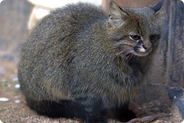Пампасская кошка (лат. Leopardus pajeros)