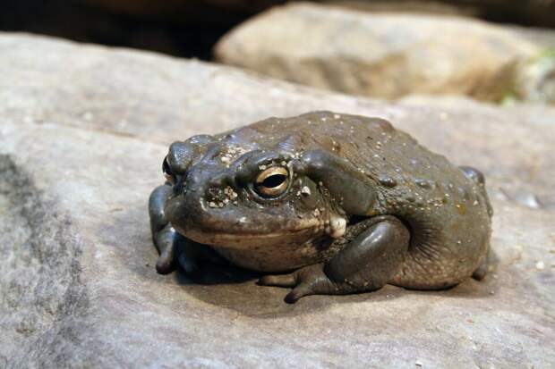 Нейронауки в Science и Nature. Выпуск 287: в токсине жабы обнаружен потенциальный антидепрессант 