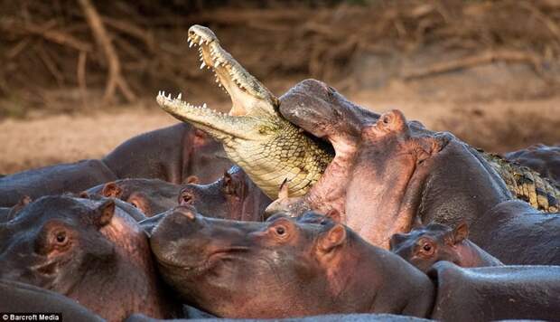 2. Бегемоты нападают на крокодила, позарившегося на их детеныша животные, природа, ужасы