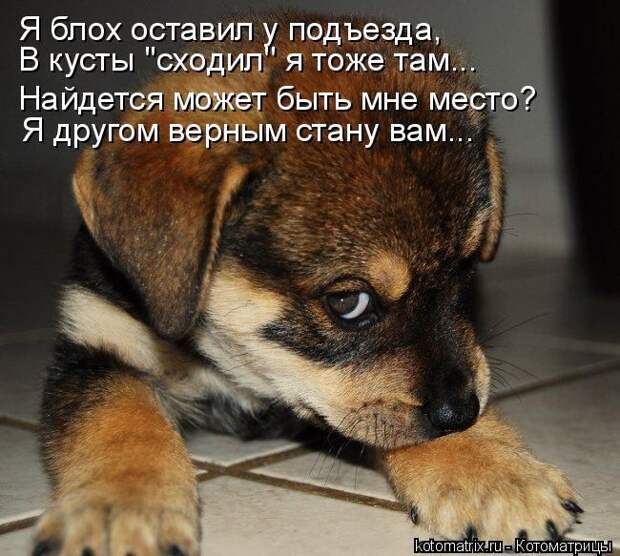 Лучшие котоматрицы недели (50 фото)