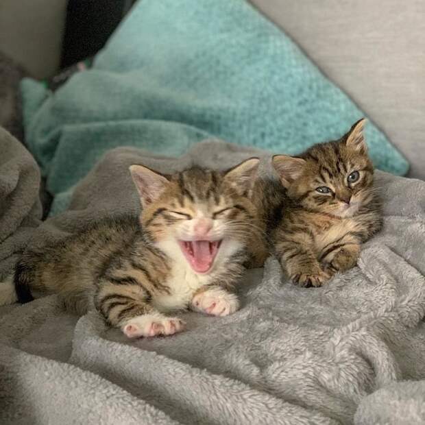 Лежачие котята Котенок зевает