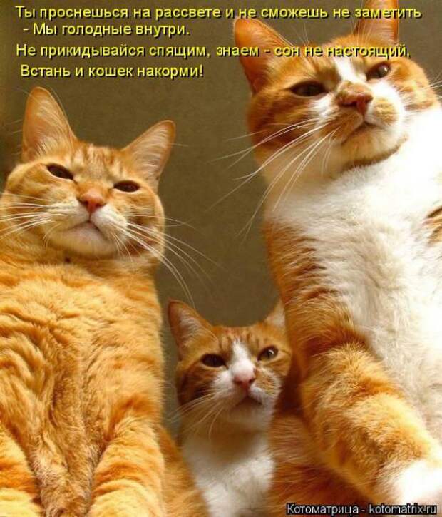 Котоматрицы(картинки с надписями)
