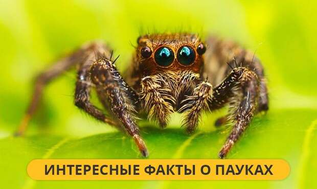 Интересные факты о Пауках Интересные факты о Пауках