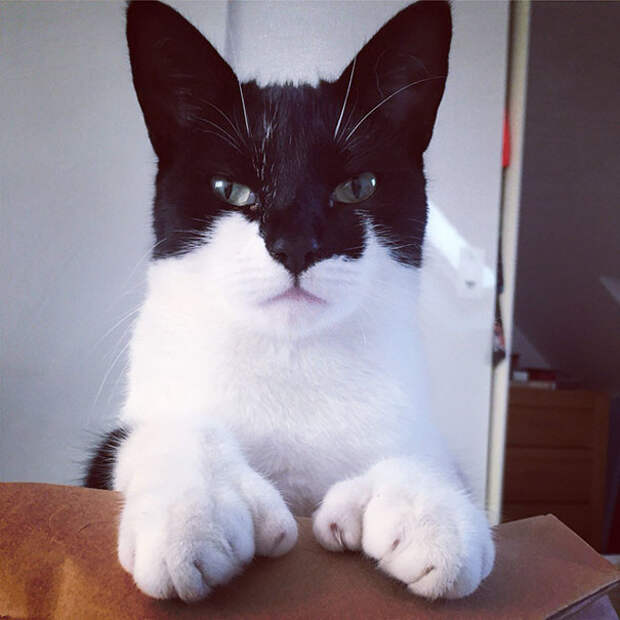 Бэтмен животные, забавно, коты, кошки, неожиданно, окрас, окрас кошек, фото