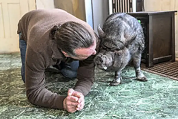 Ученые прояснили некоторые аспекты свинского хрюканья