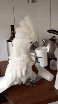 ����� ��������, ������, ������,  gif ��������,  ��� �������� ������� ��������� 