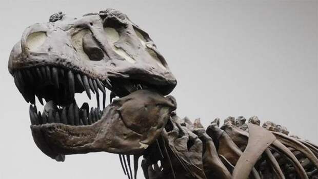 Развенчан популярный миф: динозавры были не такими умными, как мы думали