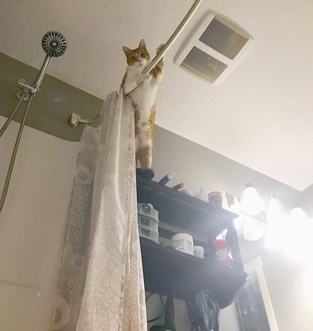 20+ правдивых фото, которые демонстрируют всю суть жизни с котом