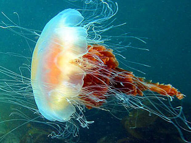 разноцветные медузы