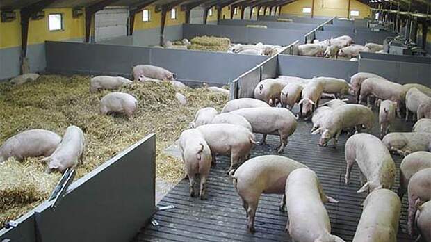 Режим ЧС введен в одном из районов под Ульяновском из-за чумы свиней