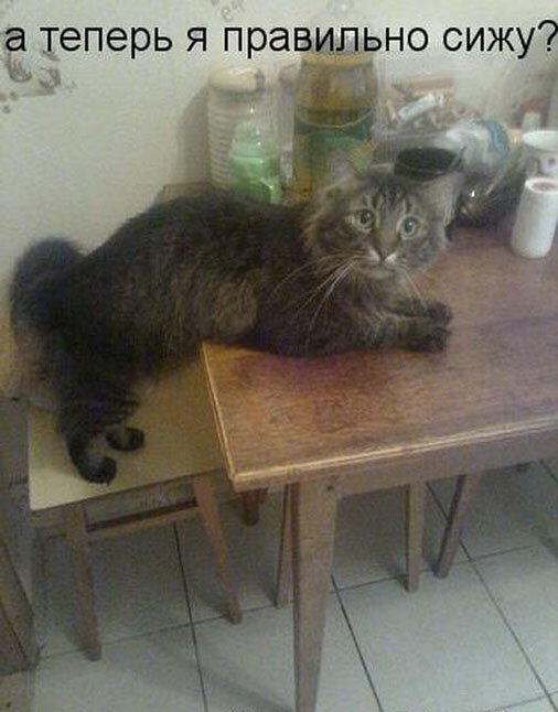 Котопост животные, коты, прикол, юмор