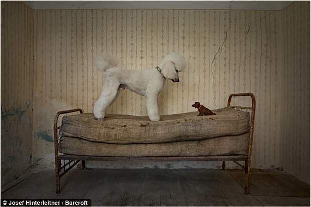 Josef Hinterleitner, Австрия: собака и ее "сородич" - игрушка животные, конкурс, фото, юмор