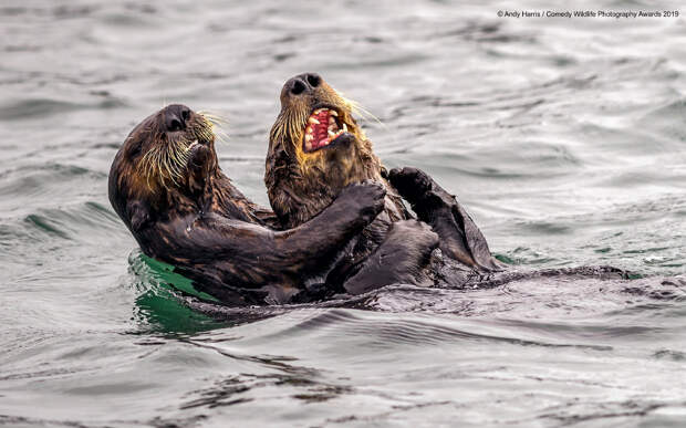 Фотографии финалистов Comedy Wildlife Photography Awards 2019