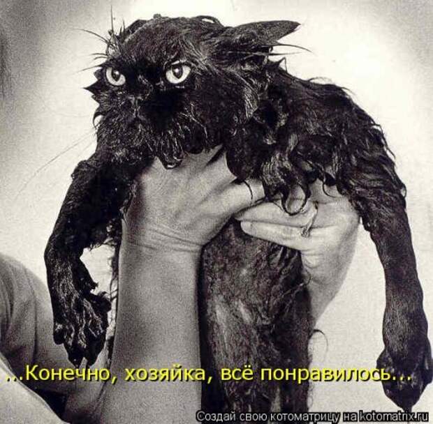 Свежая котоматрица для всех (31 шт)