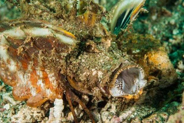 Зло таится под водой. Самые страшные морские создания