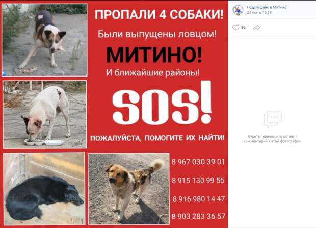 Курьер не довез четырех собак до приюта в Митине