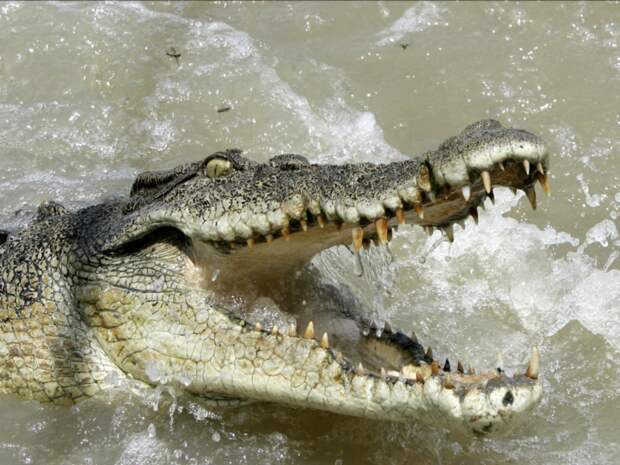 10-crocodiles-1000-deaths-a-year