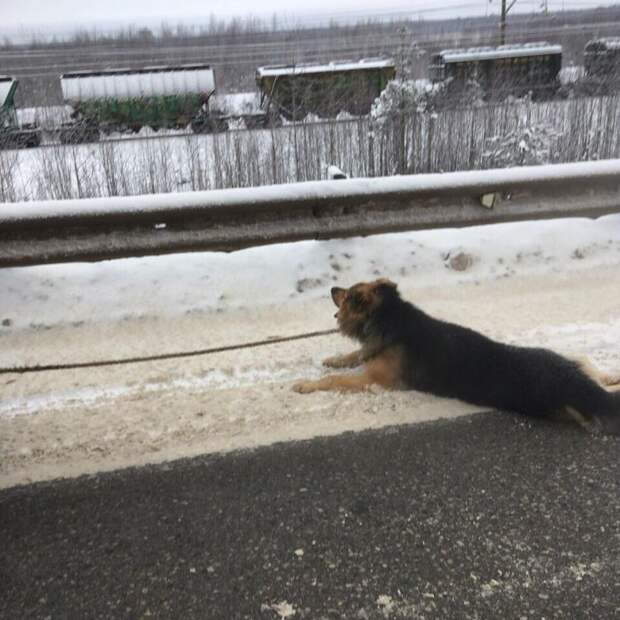 В Соликамске хозяин повез убивать собаку, привязав ее к авто и волоча по дороге