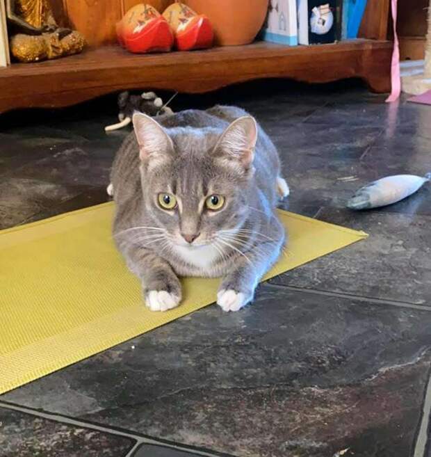 кошка в доме