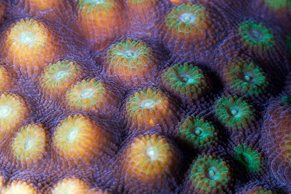 Corals07 Corals07 Макрофотографии кораллов