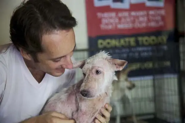 Спасение бездомного пса