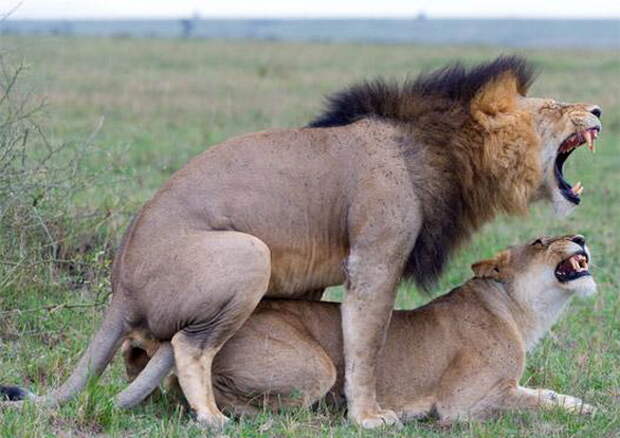 Sex_Animals-2