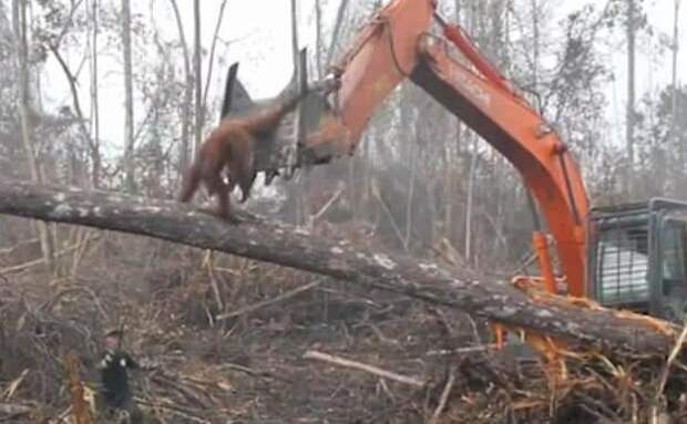 Примат попытался ухватиться за ковш Борнео, дерево, животные, индонезия, история, лес, орангутан