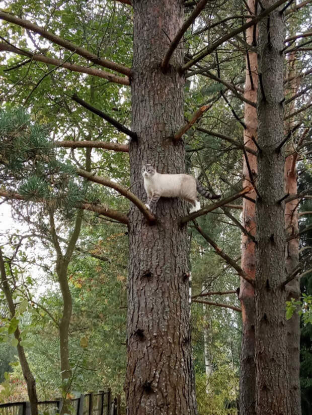 RAyRV0MADJI (525x700, 477Kb)