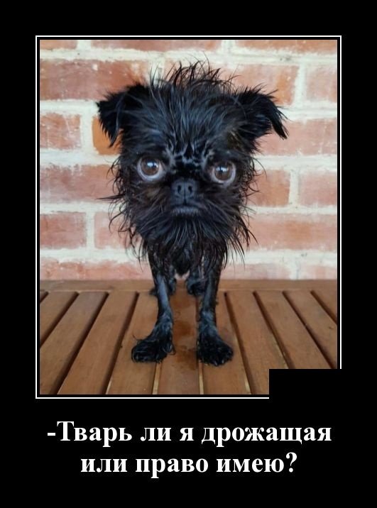 Демотиваторы