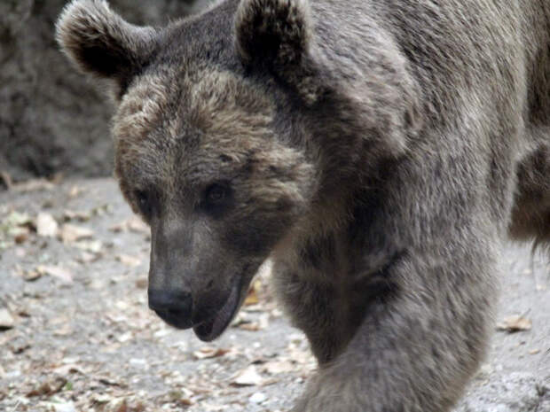 Медведь застрял в автомобиле и посигналил хозяевам