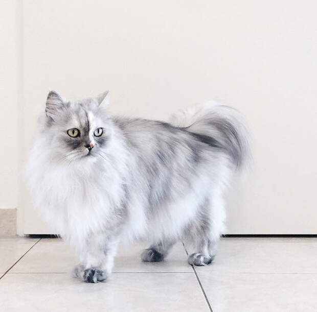 adopted-cat-fur-persian-halloalice-30