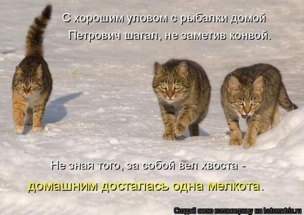 Самые лучшие котоматрицы прошедшей недели Самые лучшие котоматрицы прошедшей недели
