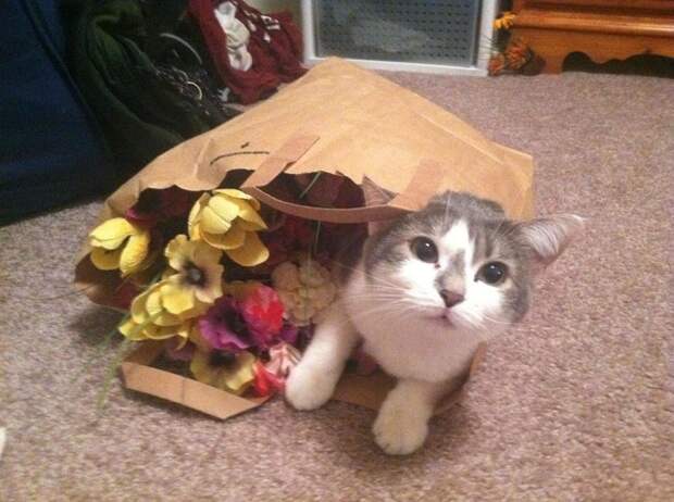 Не знаю, как цветы, но пакетик классный. животные, коты, пакет