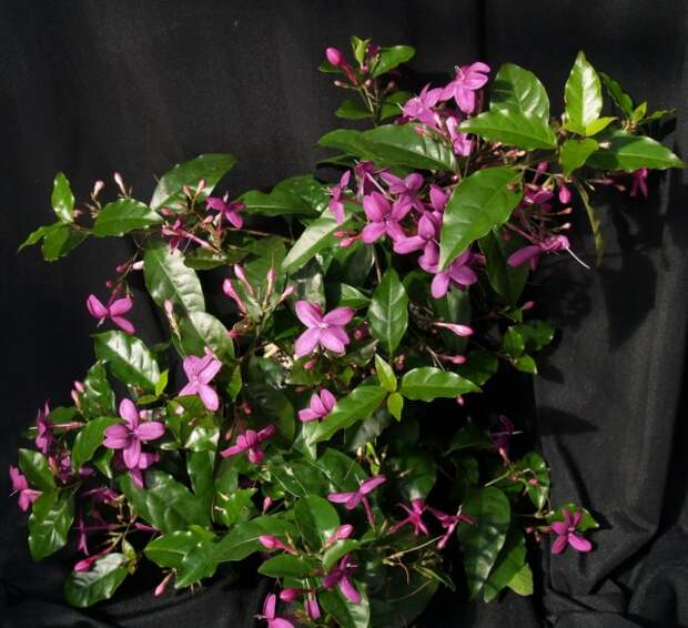 Псевдоэрантемум рыхлоцветковый (Pseuderanthemum laxiflorum) Псевдоэрантемум рыхлоцветковый (Pseuderanthemum laxiflorum)