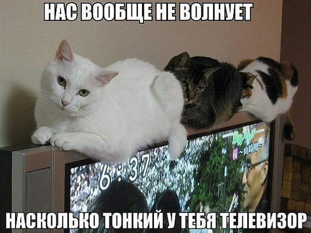 Просто котики коты, юмор