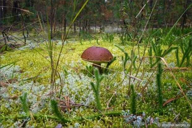 По грибы и ягоды в осенний лес фото 1
