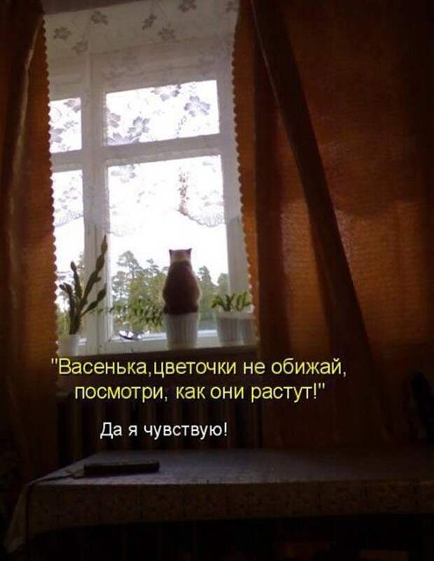 Котопост животные, коты, прикол, юмор