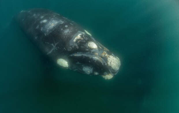 Right_whale_hofman14_905-550x366
