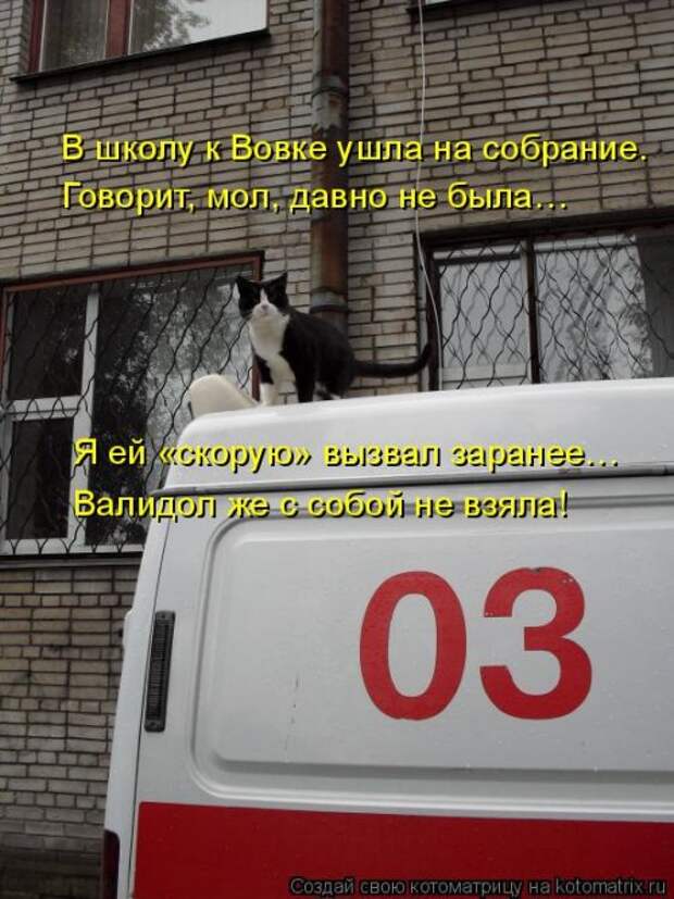 Свежая и прикольная котоматрица (32 фото)