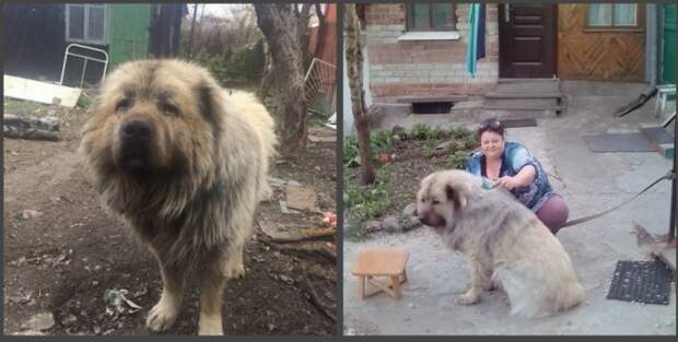 Кавказская овчарка избежала усыпления и с помощью зоозащитников нашла новую семью