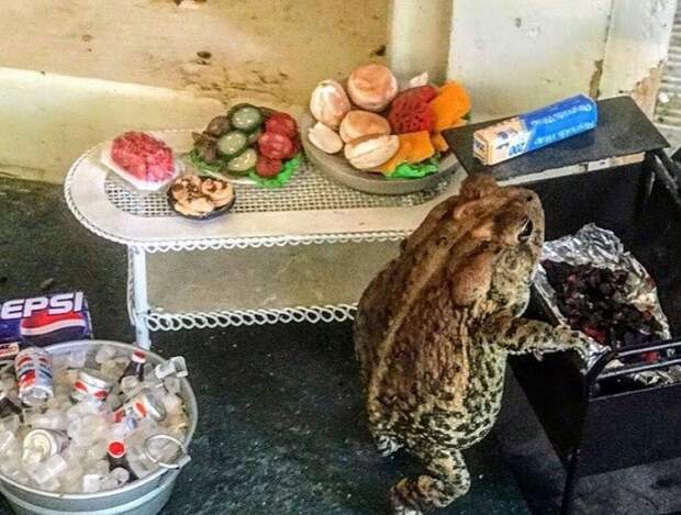 9 фото лягушки, которая живет жизнью человека