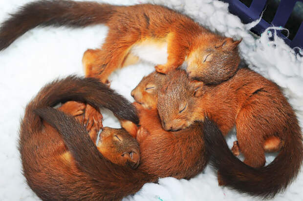 Крепко спящие бельчата в центре защиты диких животных Sanctuary Wildlife Care в Морпете, Нортумберленд.
