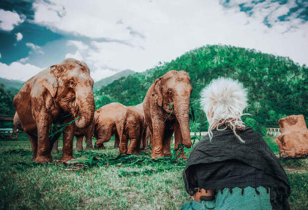 Слоны очень умные животные и обращаться с ними следует с огромным уважением. Этому учат волонтеров, приезжающих поработать в заповедник. Вот их рассказ: заповедник, слон, слоны, таиланд