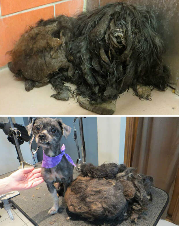 С этой собаки состригли почти килограмм грязной шерсти - и теперь она готова к новой жизни Счастливый конец, собаки, спасение