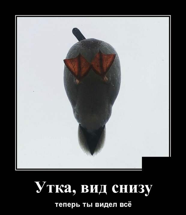 www.vsyako.net