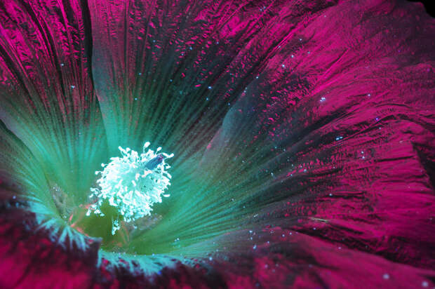 Glowing Flowers - Photographing flowers under ultraviolet light