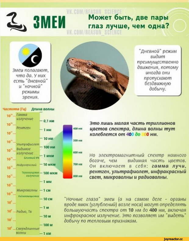 ЗМЕИ Может быть, две пары глаз лучше, чем одна? & Змеи полагают. что да. У них есть "дневной" и "ночной" режимы зрения. Частота (Гц) Длина волны 10 10п 10* 10м—^ 10’* 10й 10" 10” 10* — 101 Радио. Тв 10т_ -100 м 10е _ Сверхдлинные волны — 1 км "Дневной" режим видит преимущественно