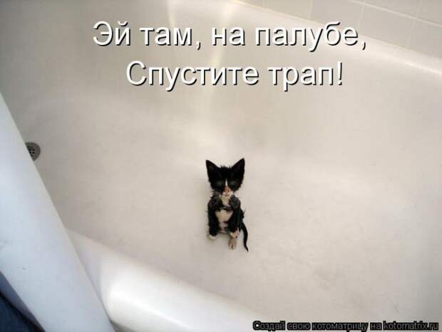 Лучшие котоматрицы недели (50 фото)